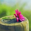 Pink Flower On Tree Stumps Diamond Painting