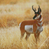 Pronghorn Wild Animal Diamond Painting