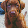 Baby Chocolate Lab Puppy Diamond Painting