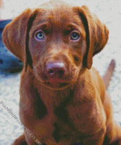 Baby Chocolate Lab Puppy Diamond Painting