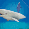 Beluga Whales Underwater Diamond Painting