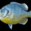 Bluegill Fish Diamond Painting