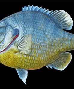 Bluegill Fish Diamond Painting