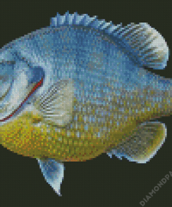 Bluegill Fish Diamond Painting