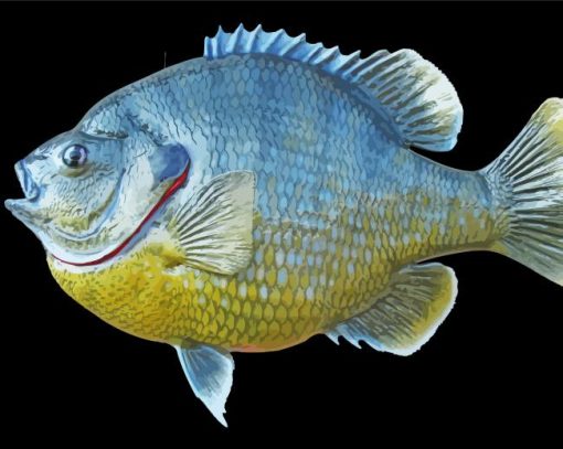 Bluegill Fish Diamond Painting