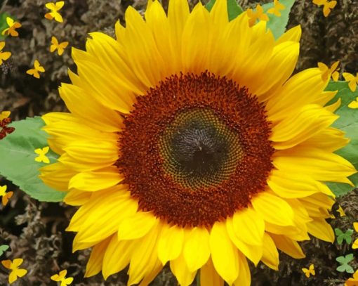 Butterfly Sunflower Diamond Painting