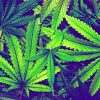 Cannabis Plant Leaves Diamond Painting