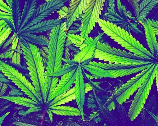 Cannabis Plant Leaves Diamond Painting