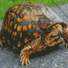 Eastern Box Turtle Diamond Painting