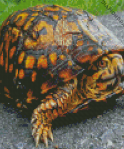 Eastern Box Turtle Diamond Painting