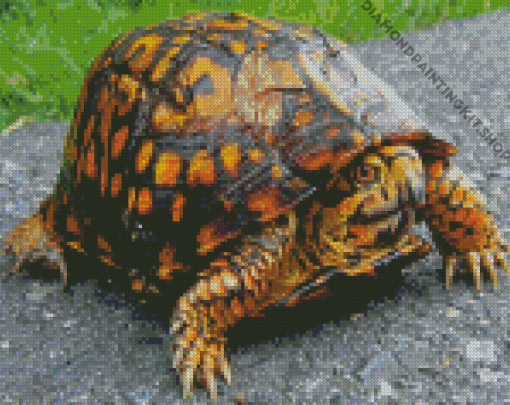 Eastern Box Turtle Diamond Painting