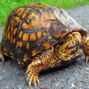 Eastern Box Turtle Diamond Painting