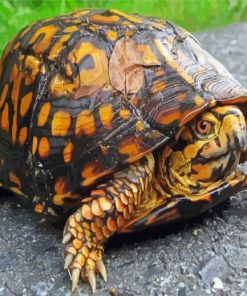 Eastern Box Turtle Diamond Painting