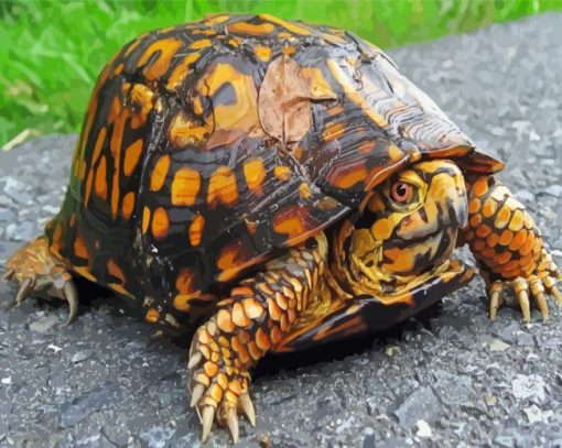 Eastern Box Turtle Diamond Painting