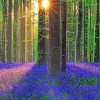 Forest With Bluebells Diamond Painting