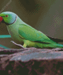 Green Rose Ringed Parakeet Bird Diamond Painting