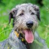 Irish Wolfhound Animal Diamond Painting