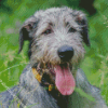 Irish Wolfhound Animal Diamond Painting