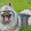 Keeshond Dog Animal Diamond Painting