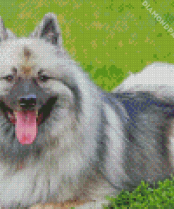 Keeshond Dog Animal Diamond Painting