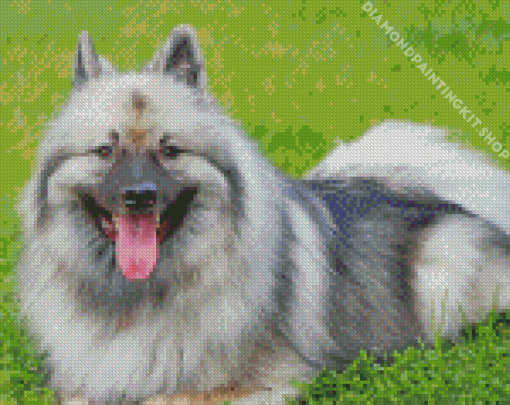 Keeshond Dog Animal Diamond Painting