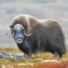 Muskox In The Mountains Diamond Painting