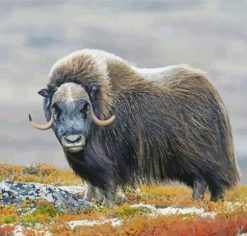 Muskox In The Mountains Diamond Painting