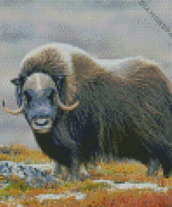 Muskox In The Mountains Diamond Painting