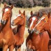 Native Brown Horses Diamond Painting