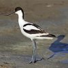 Pied Avocet Bird Diamond Painting