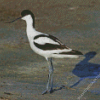 Pied Avocet Bird Diamond Painting