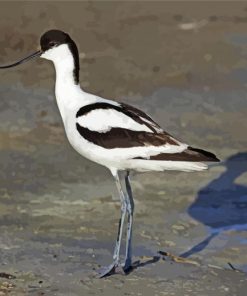 Pied Avocet Bird Diamond Painting