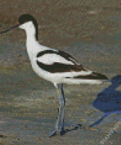 Pied Avocet Bird Diamond Painting