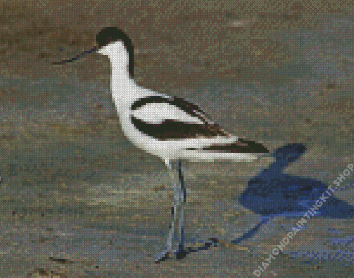 Pied Avocet Bird Diamond Painting