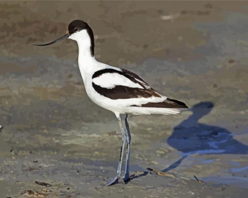 Pied Avocet Bird Diamond Painting