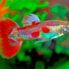 Pigeon Blood Guppy Male Fish Diamond Painting