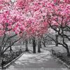 Pink Cherry Black And White Trees Diamond Painting