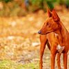 Podenco Dog Animal Diamond Painting