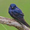 Purple Martin Diamond Painting