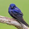 Purple Martin Diamond Painting