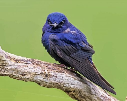 Purple Martin Diamond Painting