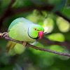 Rose Ringed Parakeet Diamond Painting