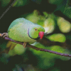 Rose Ringed Parakeet Diamond Painting