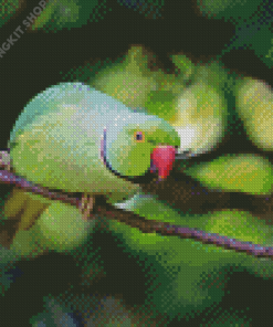 Rose Ringed Parakeet Diamond Painting