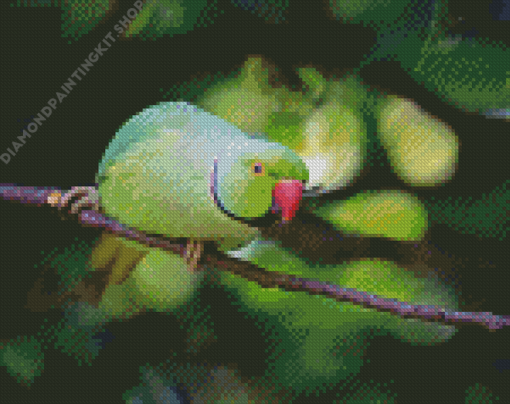 Rose Ringed Parakeet Diamond Painting