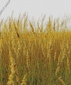 Tall Grass On A Windy Day Diamond Painting