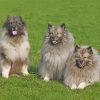 The Keeshond Dogs Diamond Painting