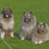 The Keeshond Dogs Diamond Painting