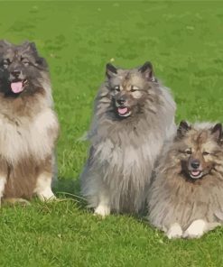 The Keeshond Dogs Diamond Painting