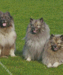 The Keeshond Dogs Diamond Painting